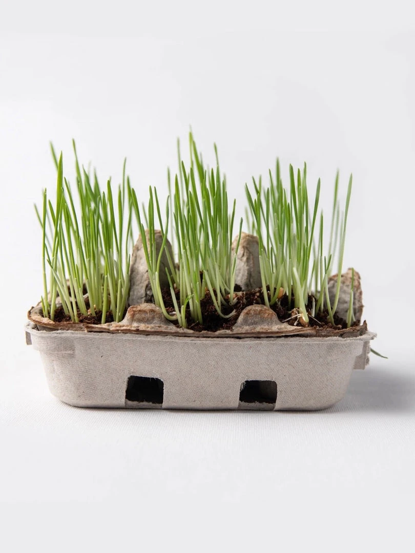 Eco-Kids Egg Coloring Kit Toys 6 Eco-Kids Egg Coloring Kit Toys